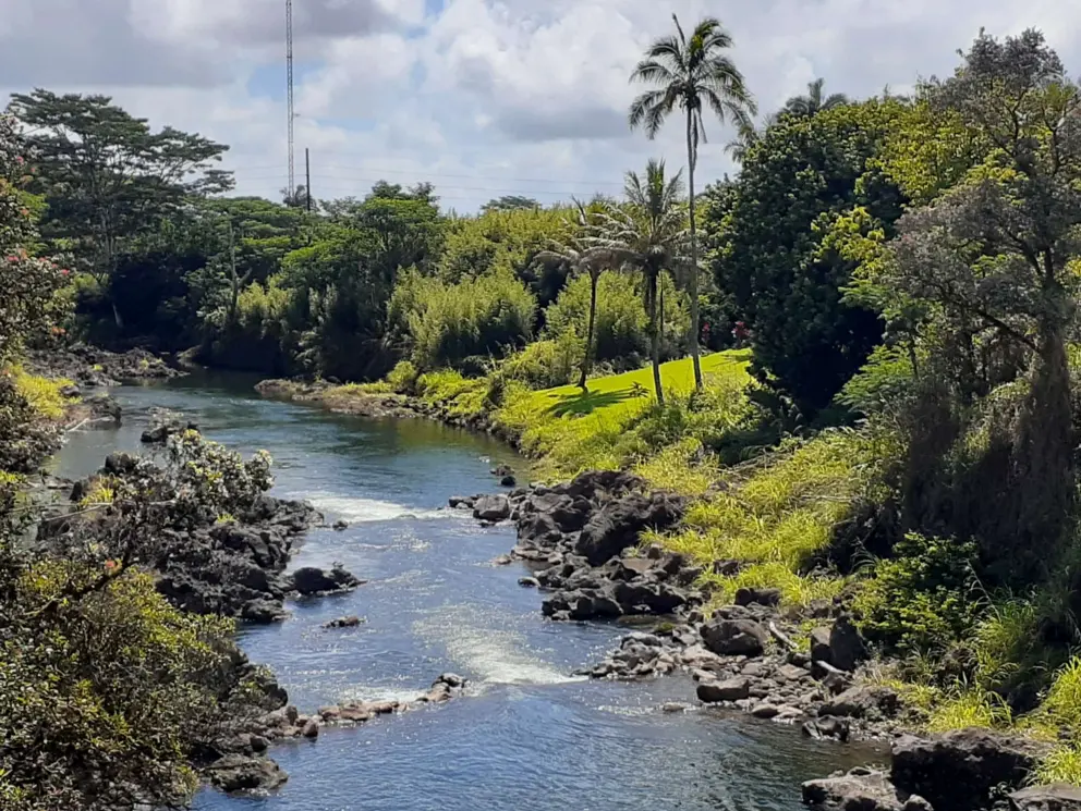 The greenest grass on rocks along the river bank.