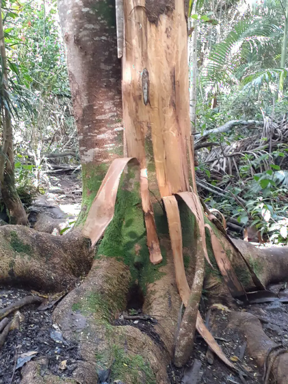 Peeling tree. 