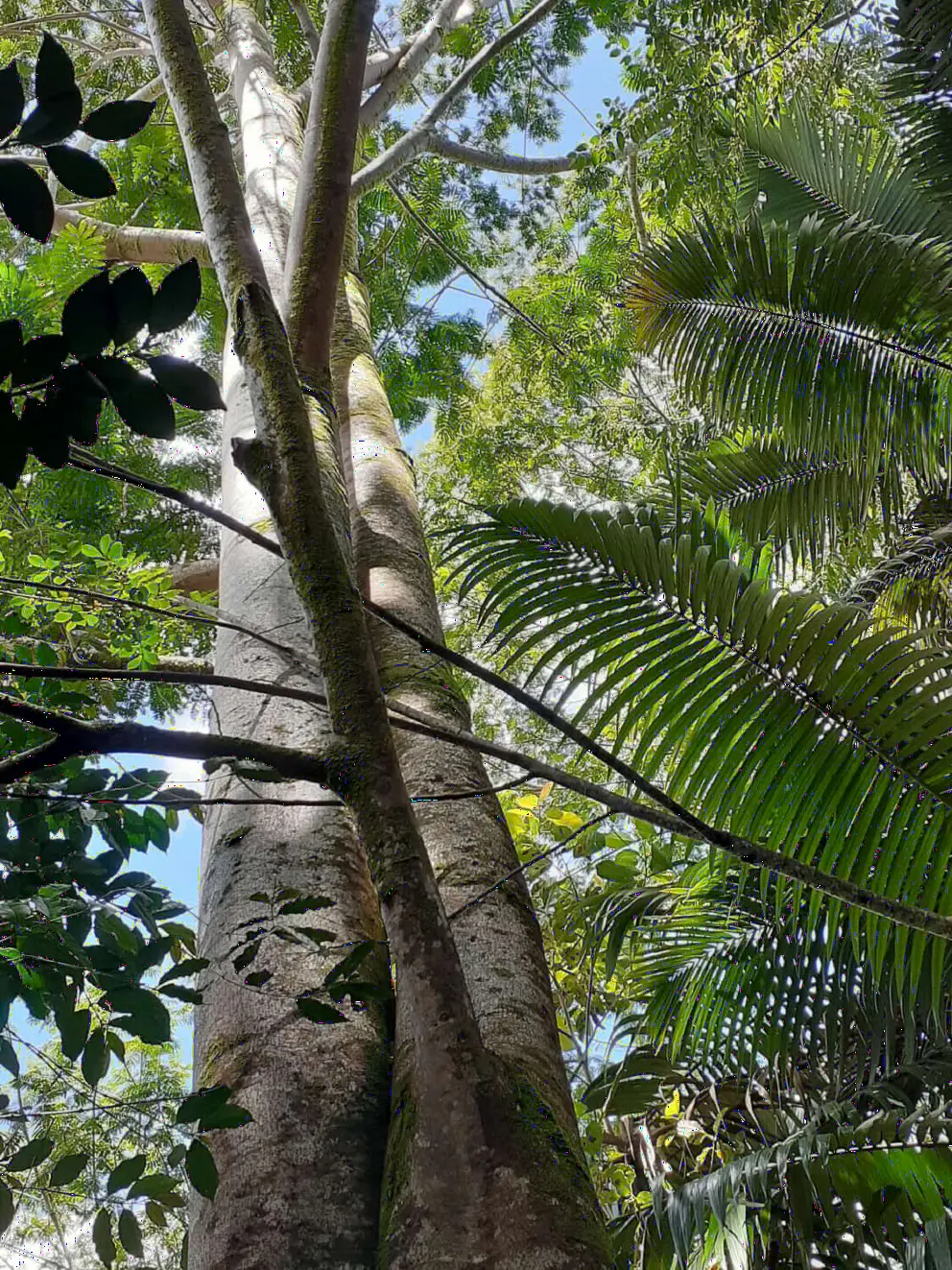 Looking up at a tropical tree. 