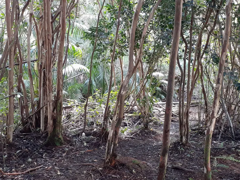 The forest. 