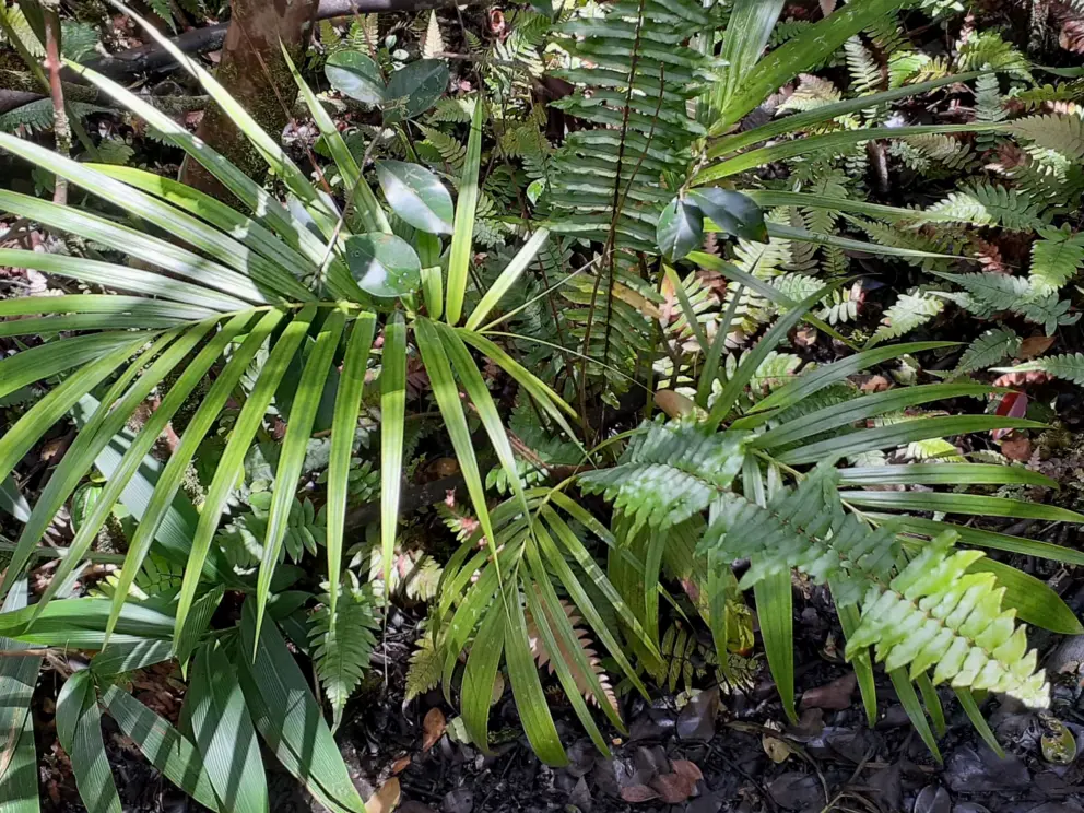 Ferns in the forest. 