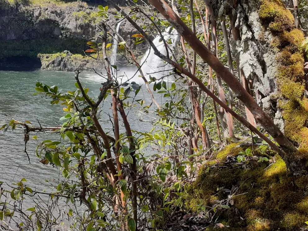 View of waterfall peeking through the forest. 