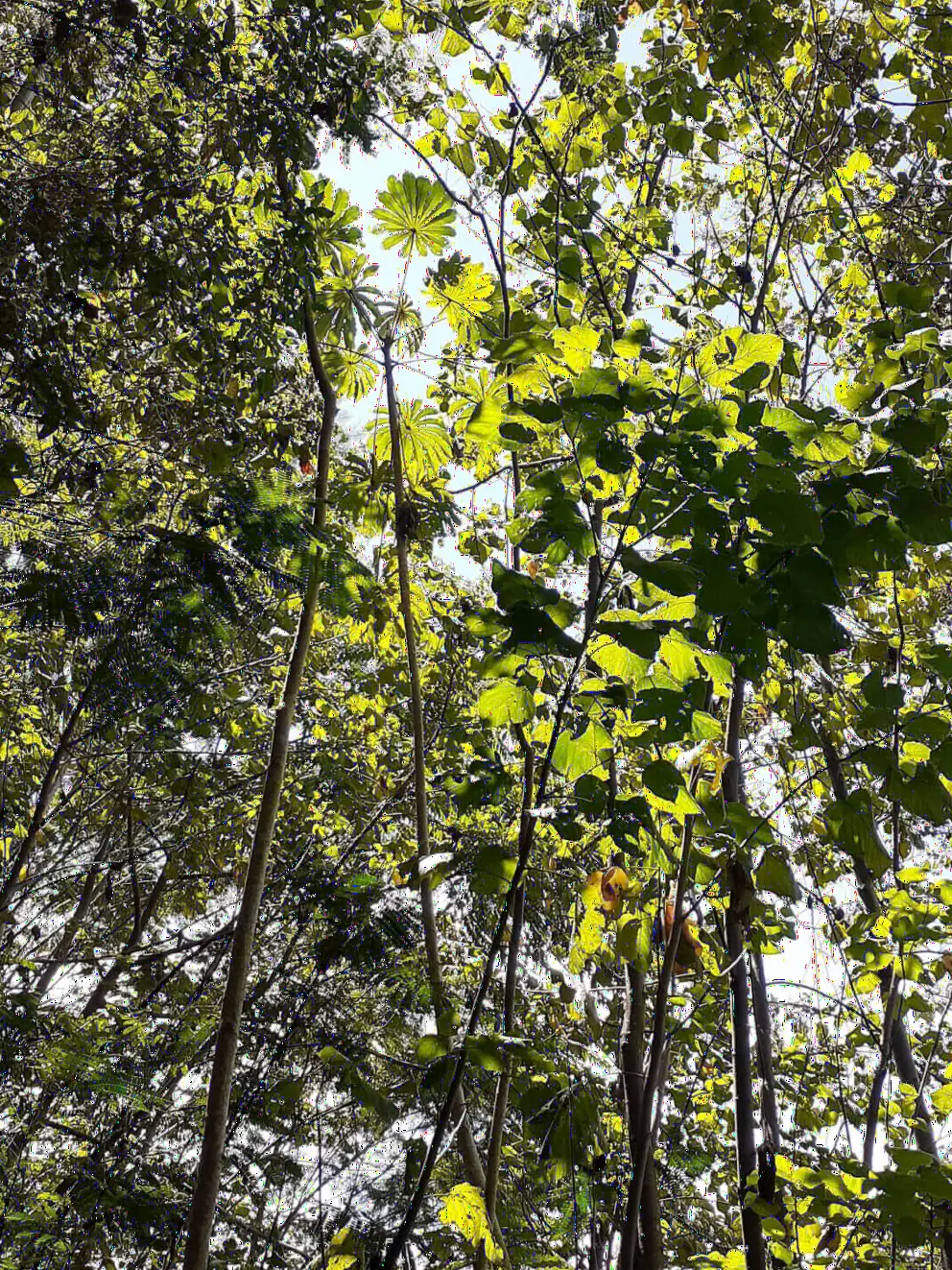 Looking up at tropical leaves. 