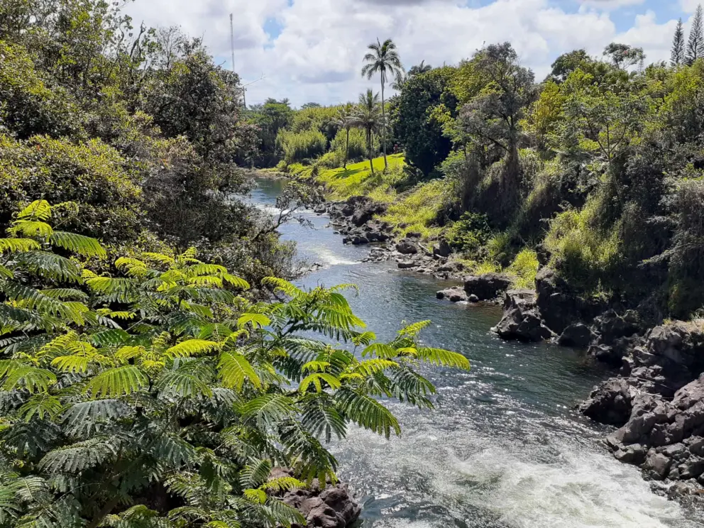Greenery beside the river. 