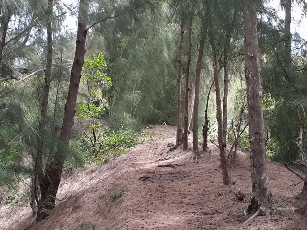 I love the dappled light in the ironwood forest, which the trail runs through. 
