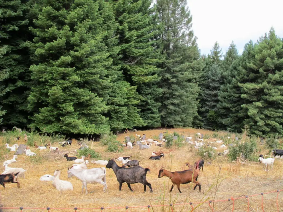 Strange sight of goats brought in to naturally clear the land, on our drive from Tilden Park to Solano Ave.