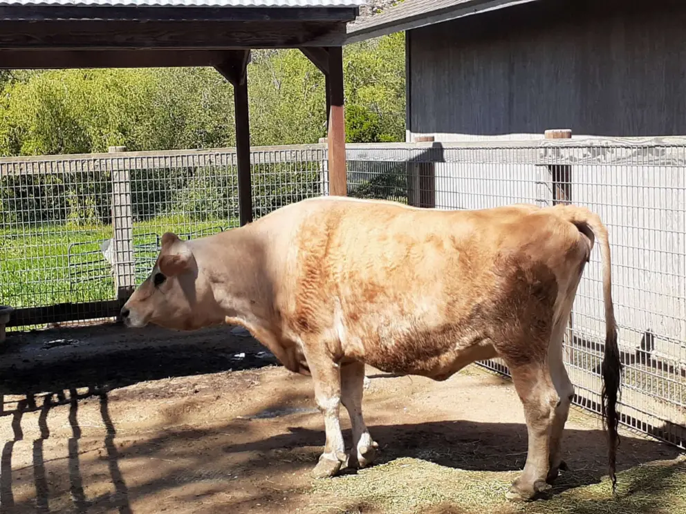 This cow looks sad, with a muddy tail after rains. 