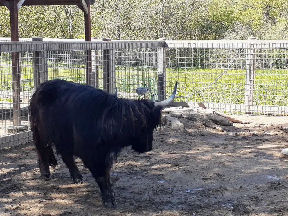 Muddy enclosure after rains. 