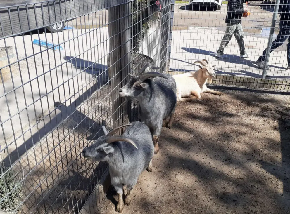 Goats looking toward a noise. 