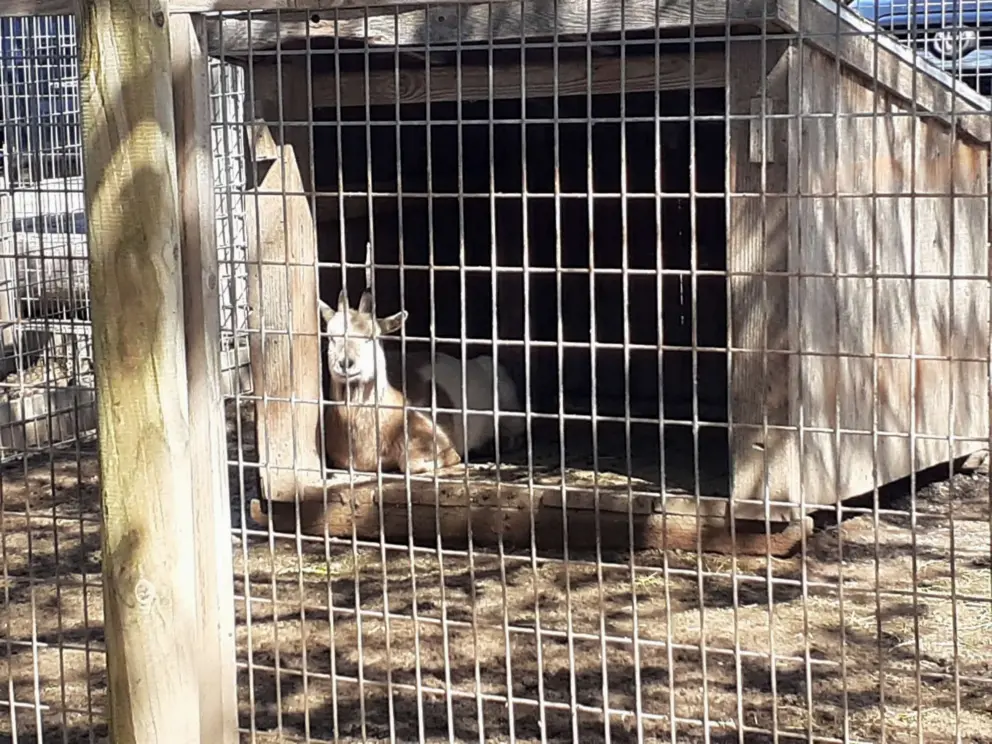 Contented goat in an enclosure with his face in the sunlight. 