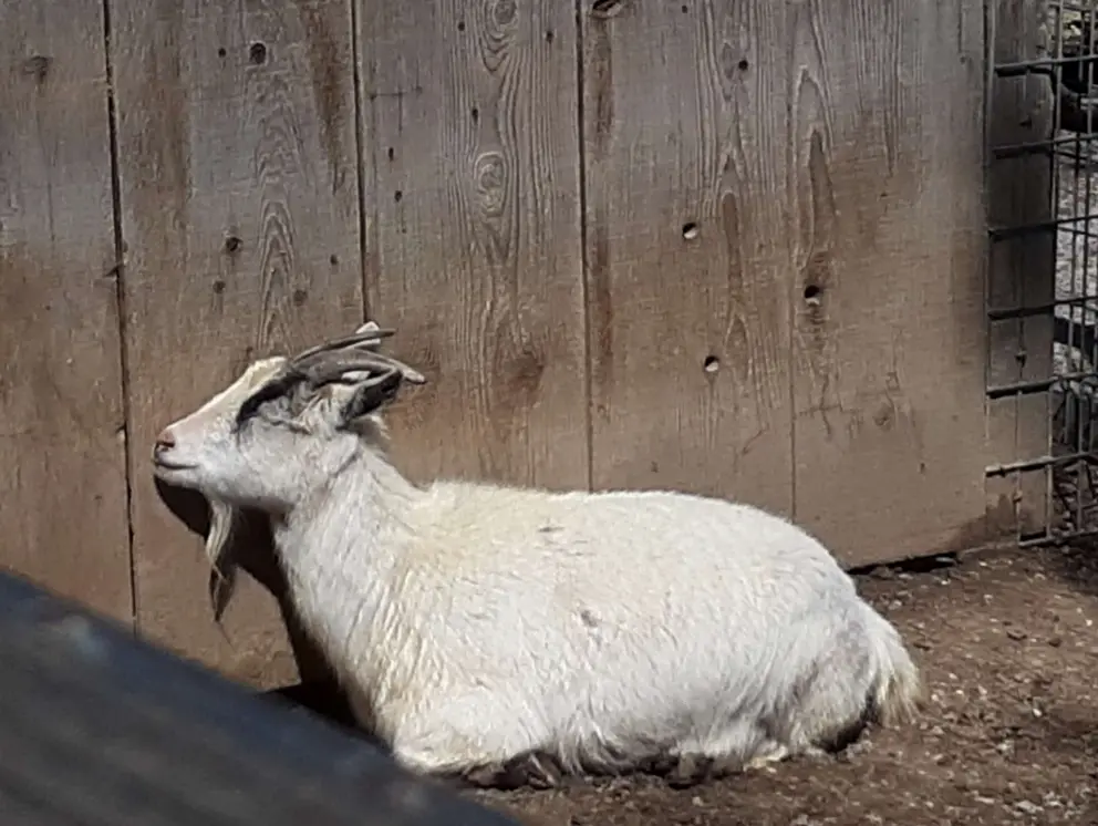 This goat looks happy, taking a snooze in the sun. 