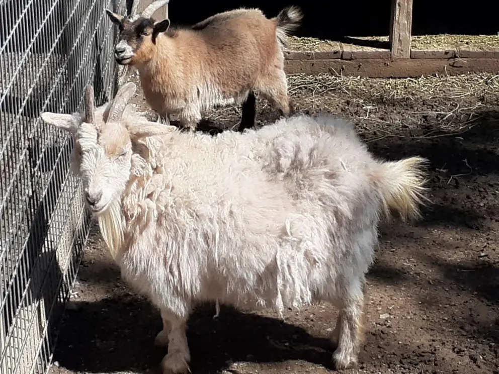 Goats. 