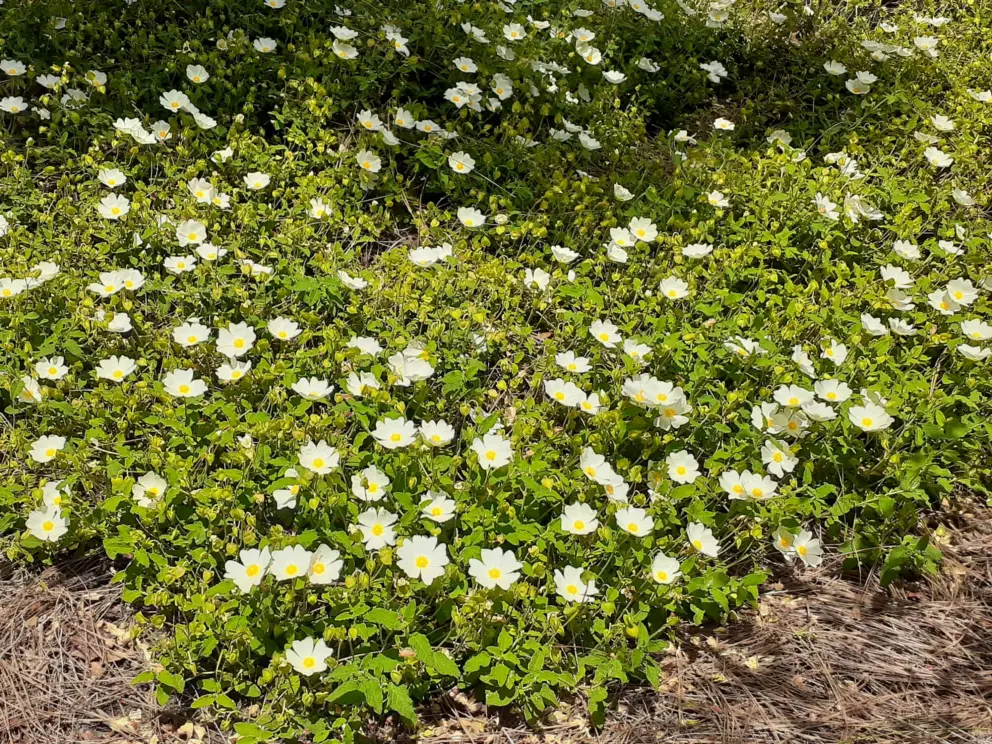 Beautiful flowers in spring. 