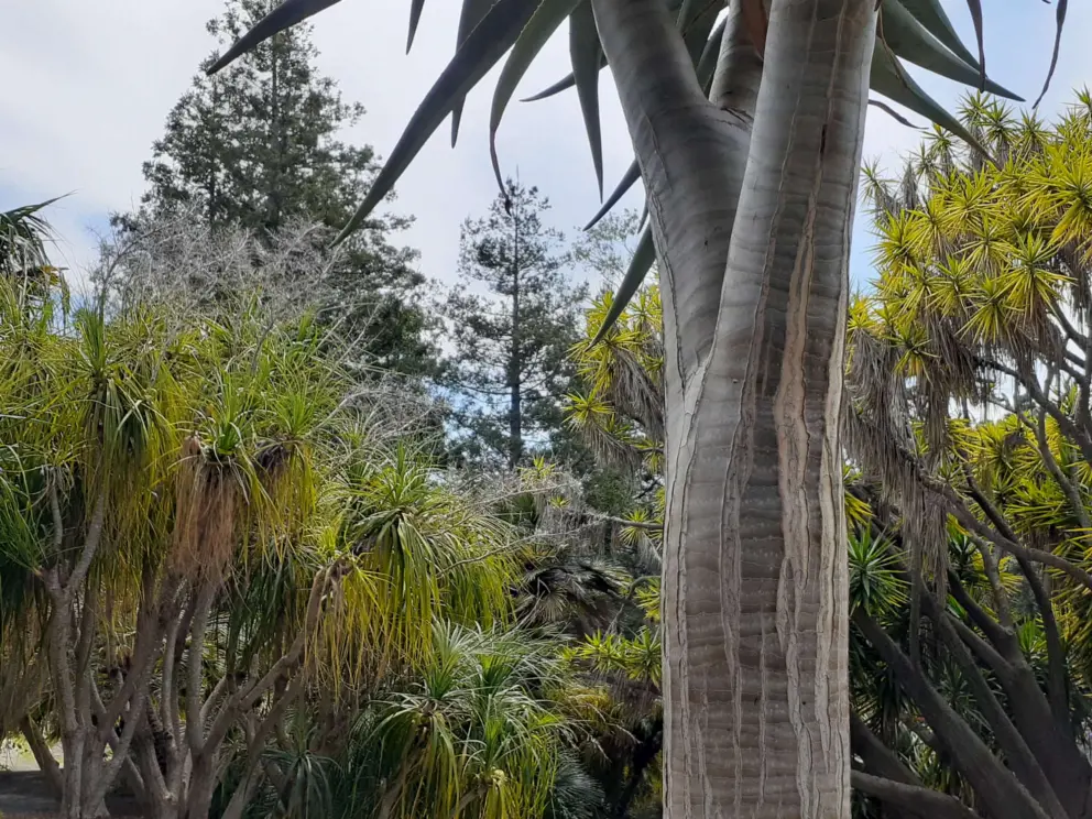 A tree with unusual bark.