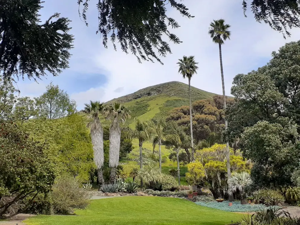 Cute hill and palms. 