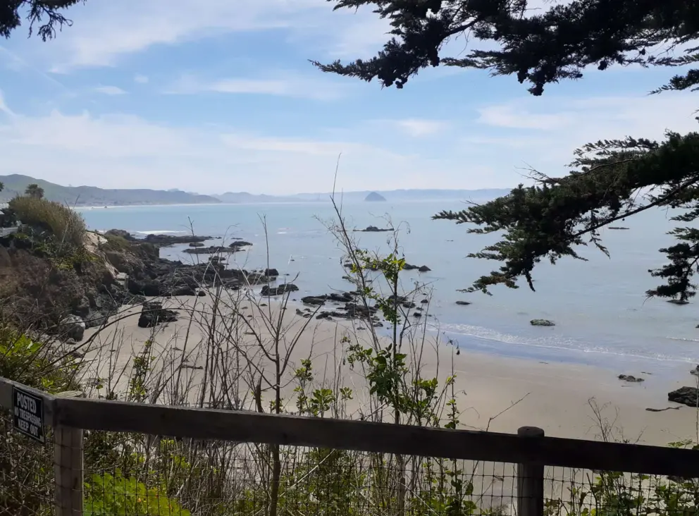 Views past cypress branches to the sea. 