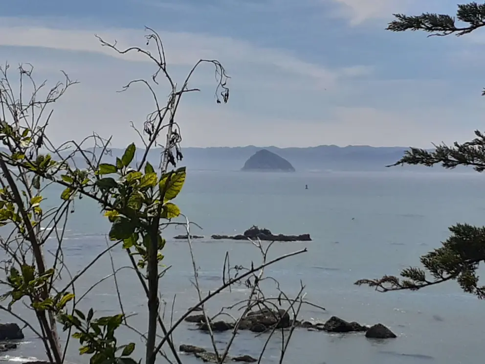 Morro Rock is lovely, framed by cypress branches. 