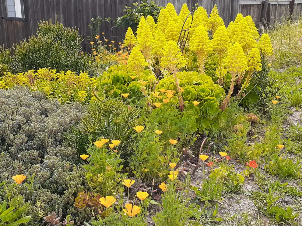 California poppies and other flowers in a garden near the Bushnell Street bike path exit. 