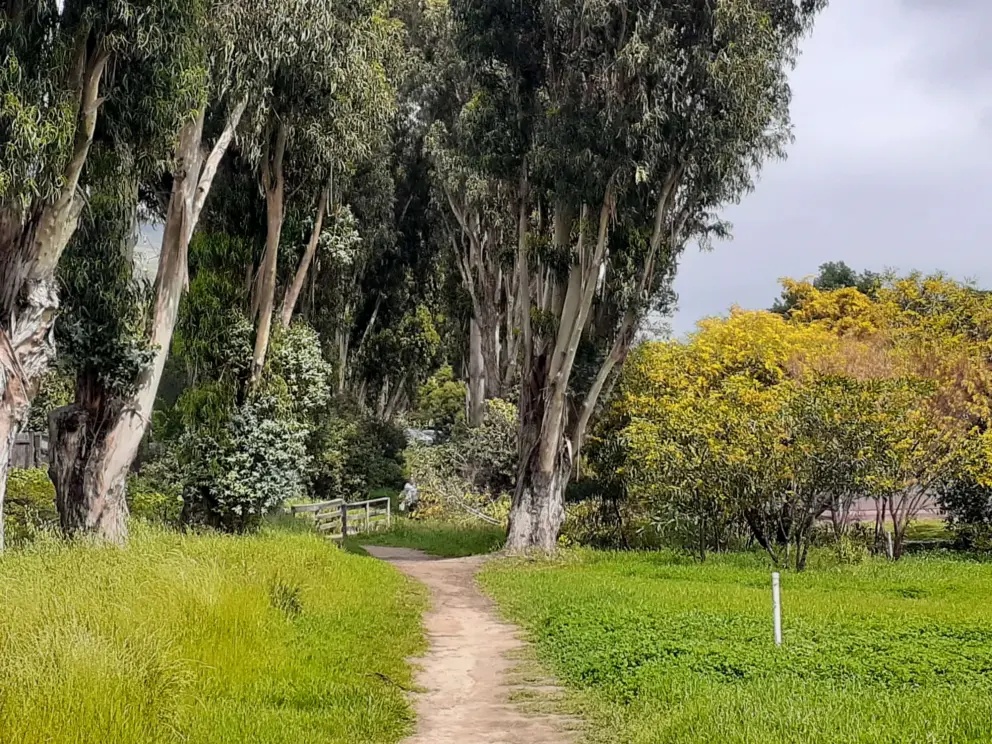 The path from Blvd del Campo to Sinsheimer Park. 