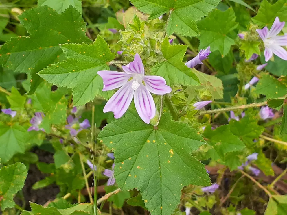 Delicate flowers  in a garden near the Bushnell Street bike path exit. 
