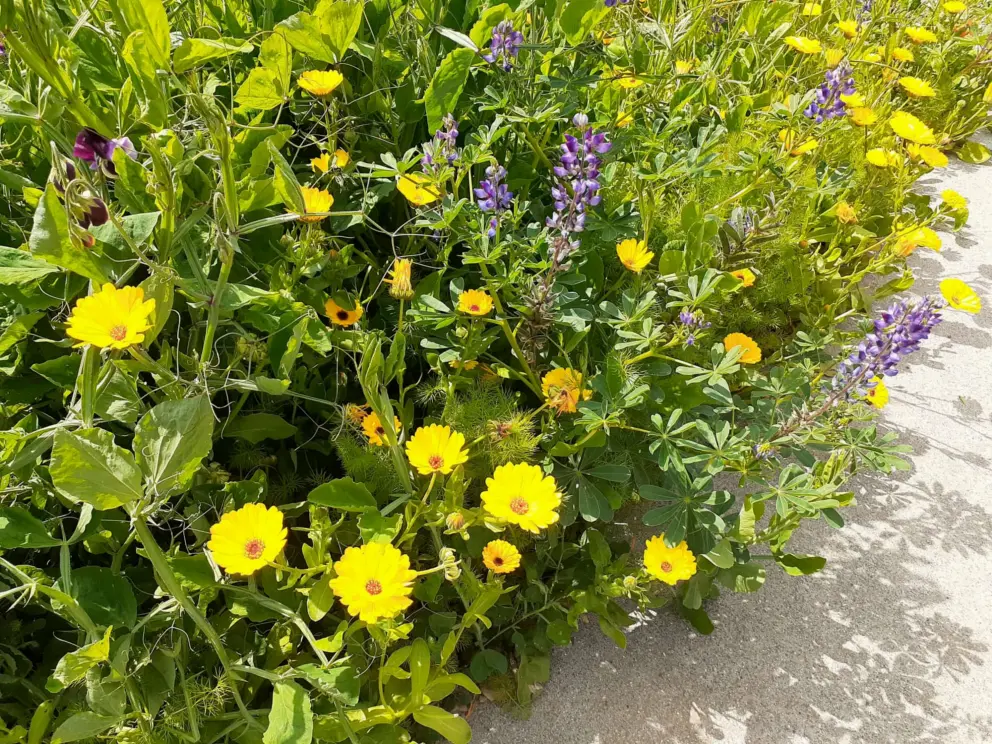 Yellow and purple flowers in a garden near the bike path. 