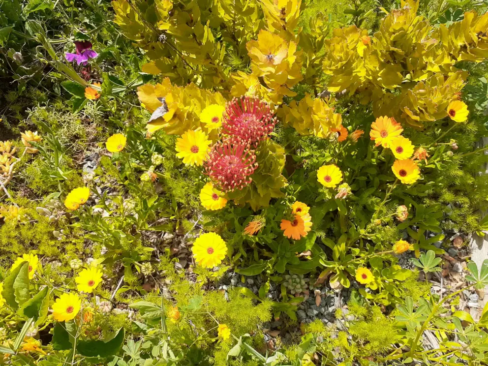 Pincushion flowers  in a garden near the Bushnell Street bike path exit. 