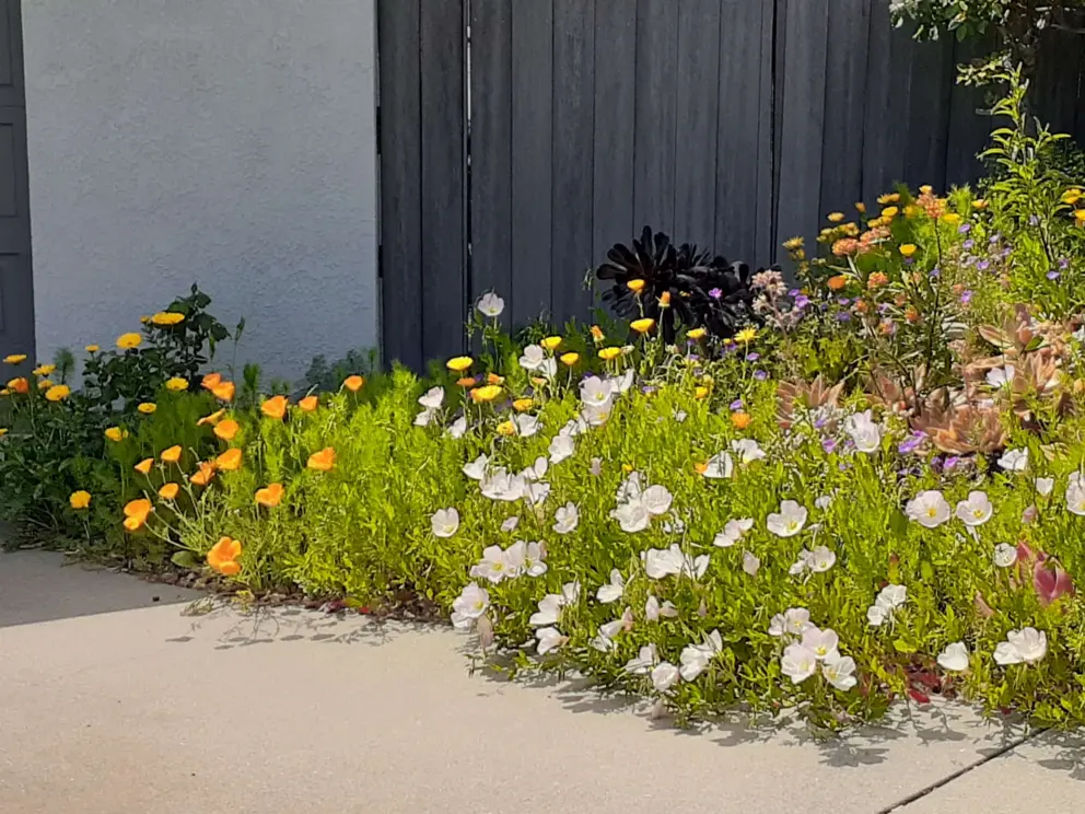 Pink poppies in April! On a residential street near a bike path exit. 
