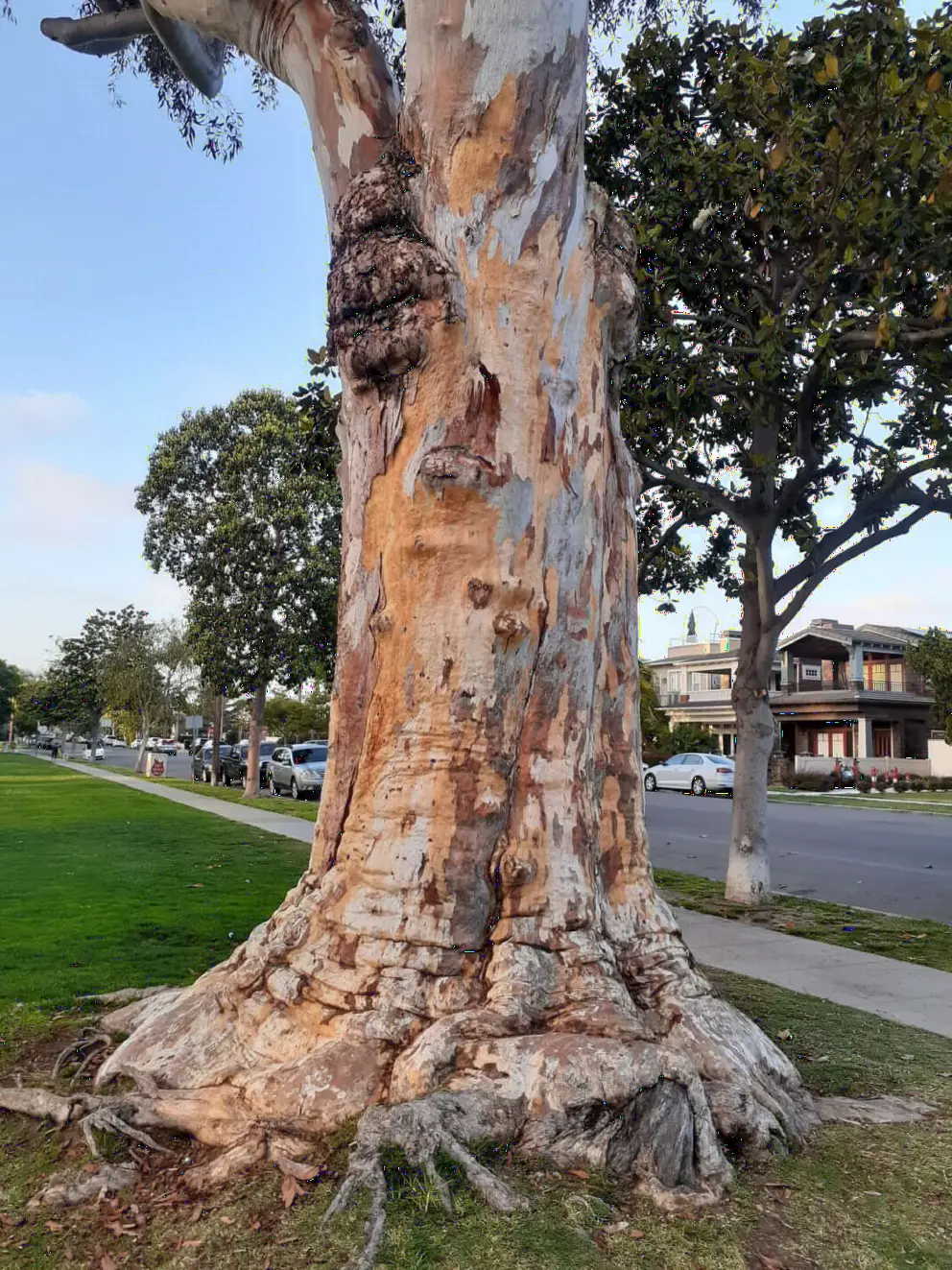 Gorgeous tree. 
