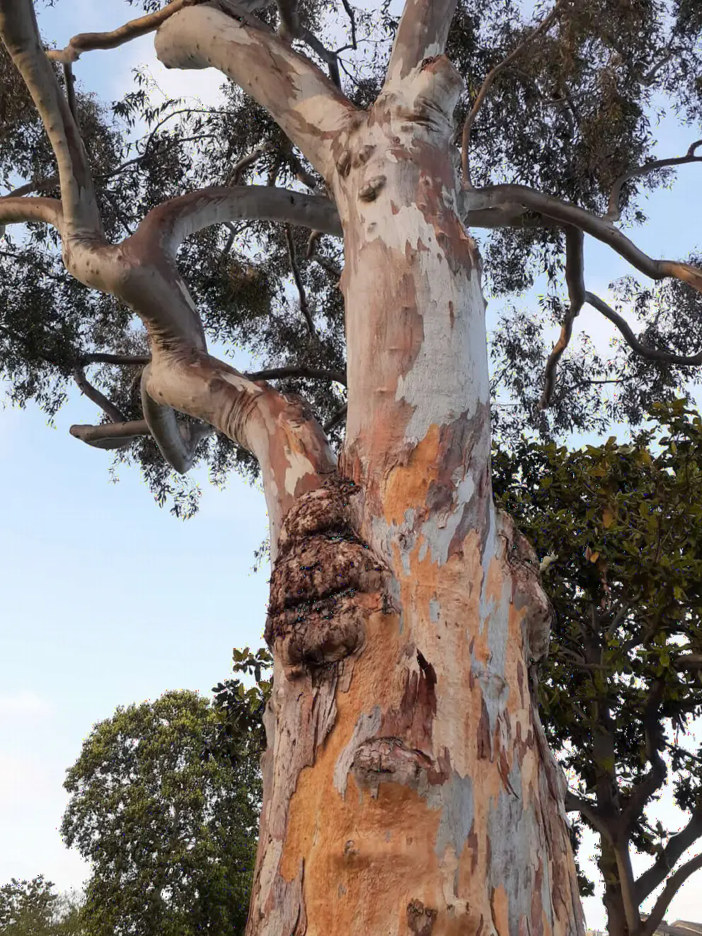 Tree with rainbow bark.