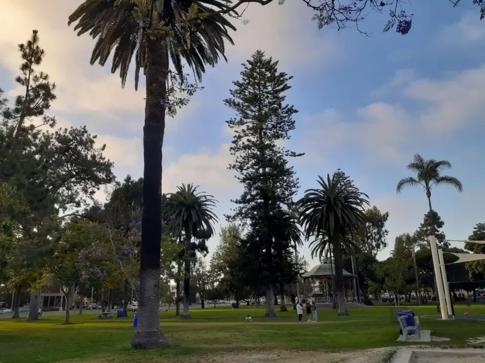 Trees in the evening.