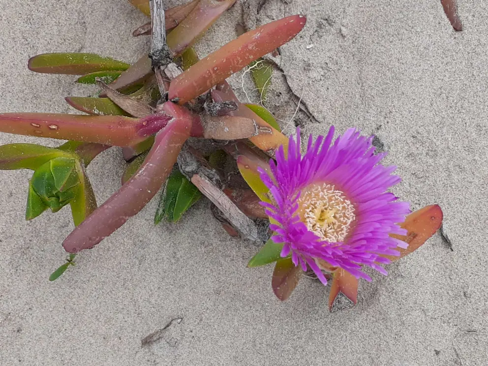 Ice plant is lovely.
