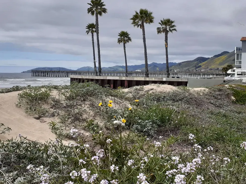 Stormy day at the boardwalk, with flowers, palms, and the pier in the distance. 