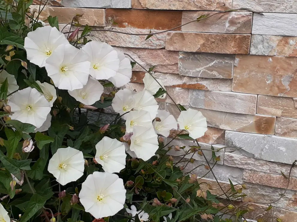 Field bindweed growing near a stone wall. 