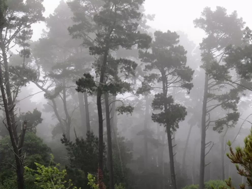 Close-up of my favorite trees.