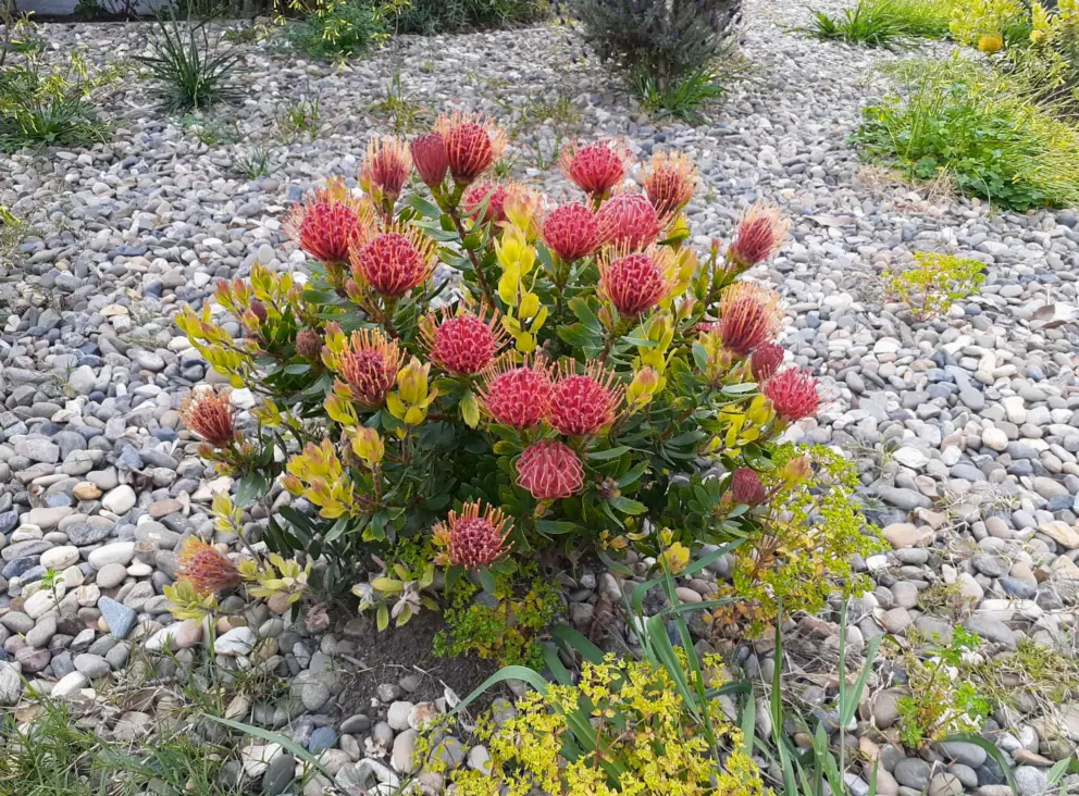 Pincushion flowers in a garden.