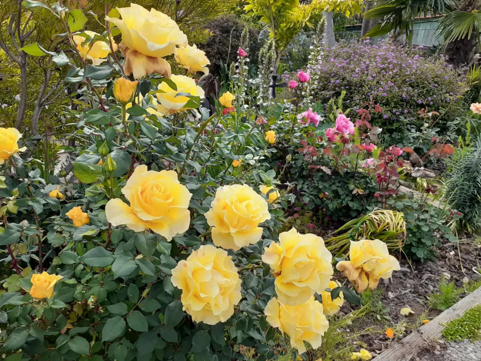 Yellow roses. 