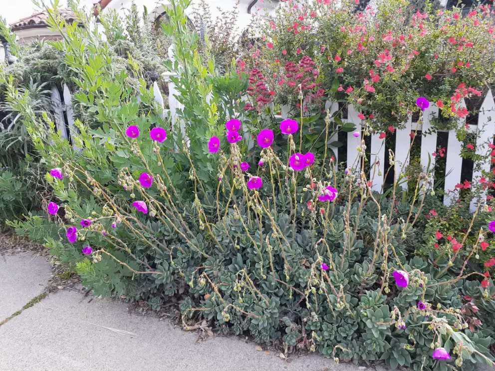Brightest purple flowers. 