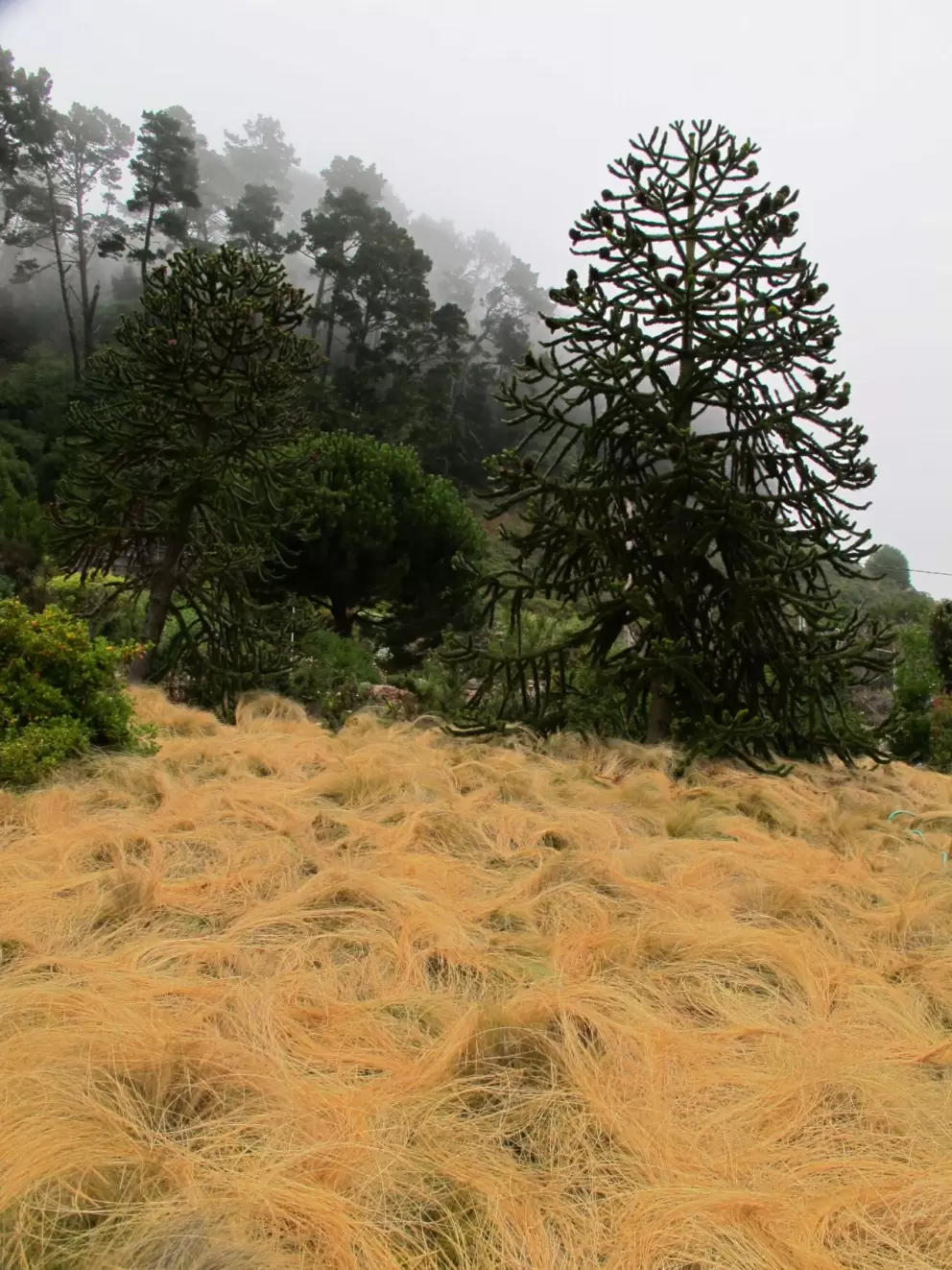 Grass that looks like hair!