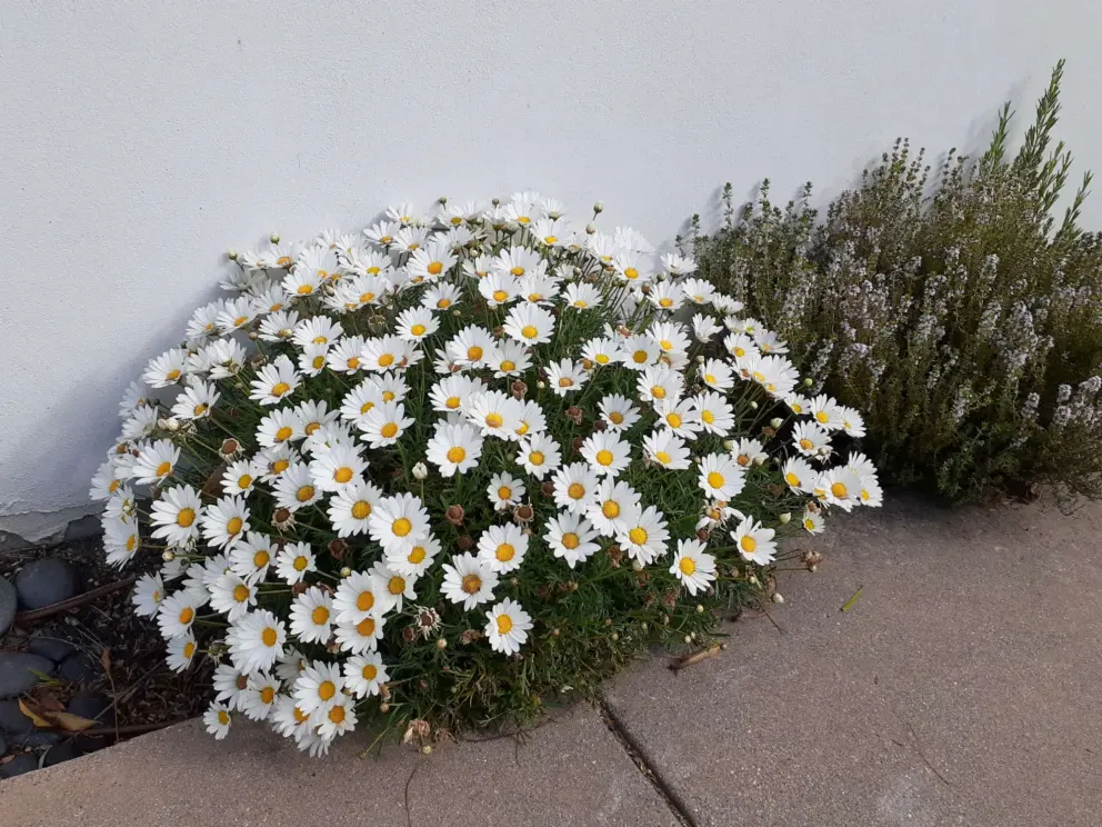 Like a bouquet of daisies. 