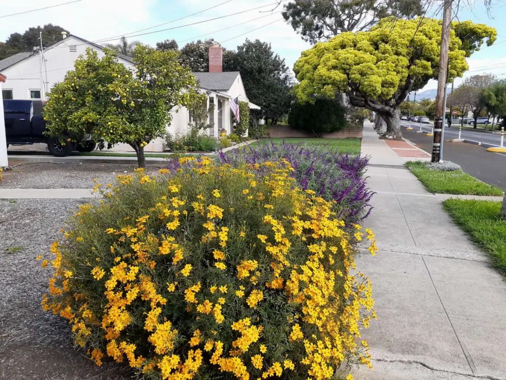 Yellow flowers, sage, and elm tree in the distance, on Chorro Street. 