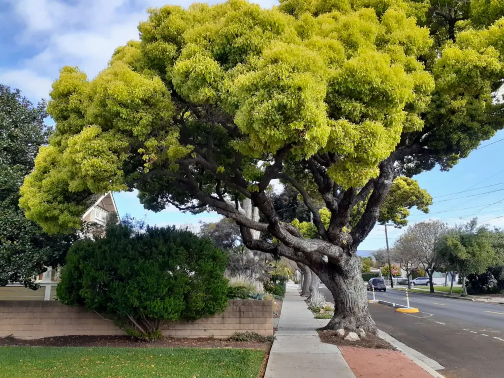 An elm tree. 