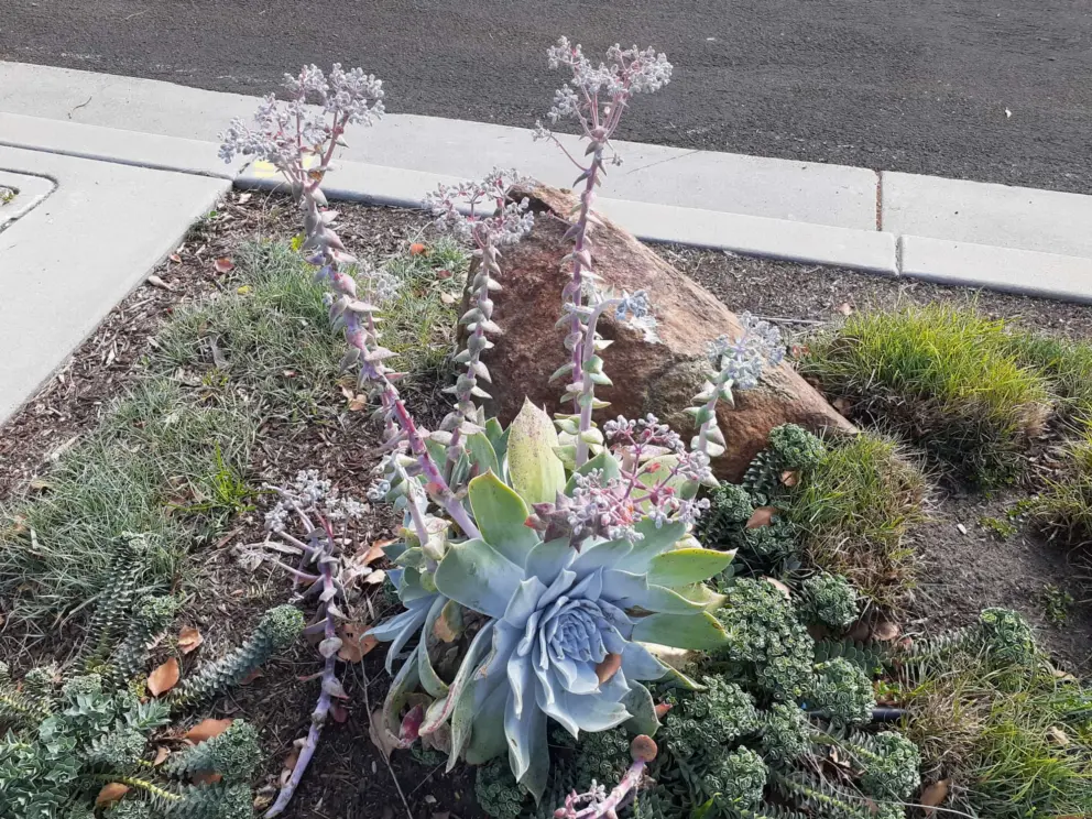 A strange cactus. 