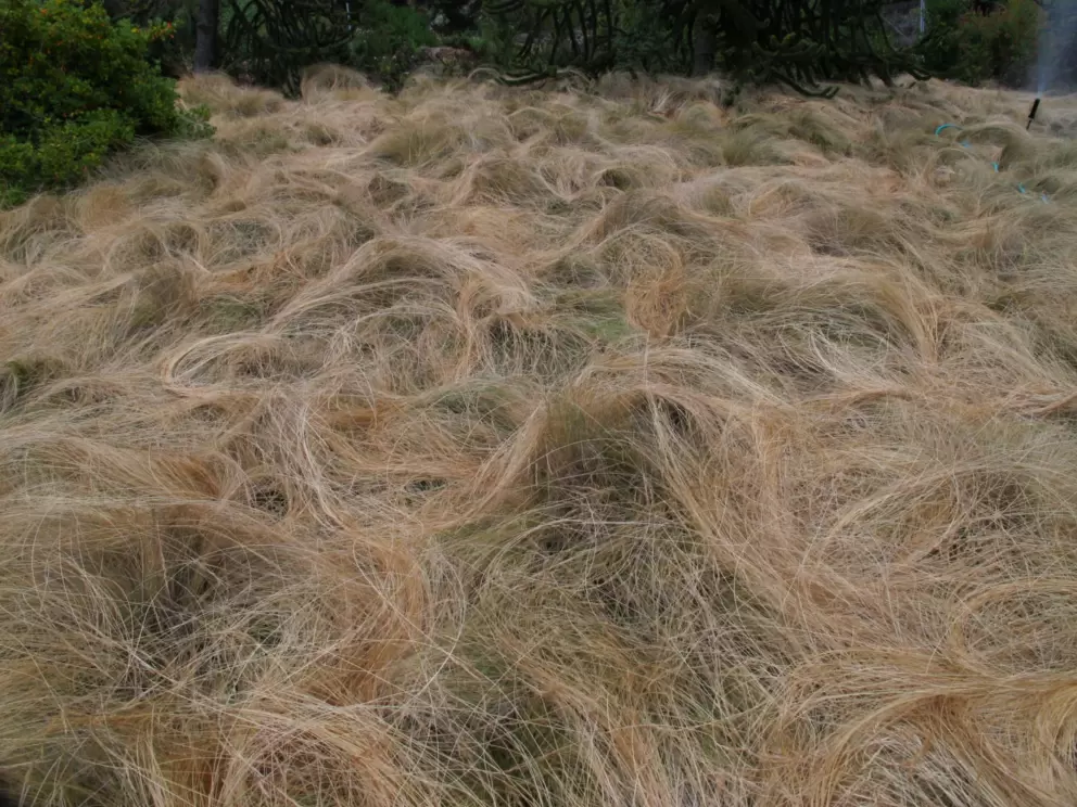 The golden locks of a giant...