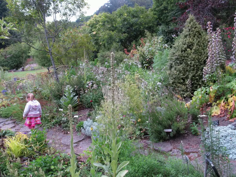 Little girl in the herb garden.