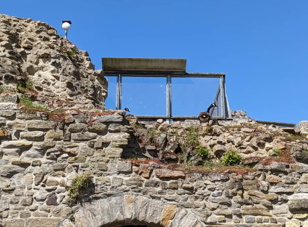 A goose standing atop the fortification.