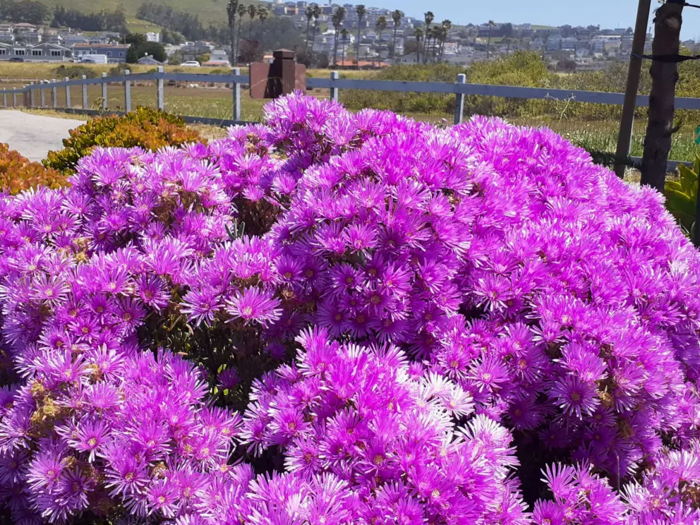 Purple flowers so bright! On the Cloisters Beach Path in late April.