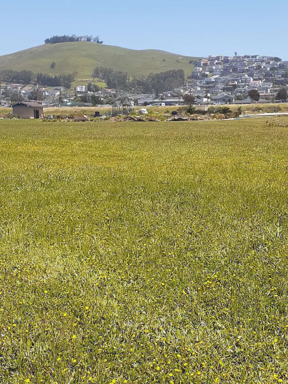 Yellow flowers in the field, and green  hills behind. 