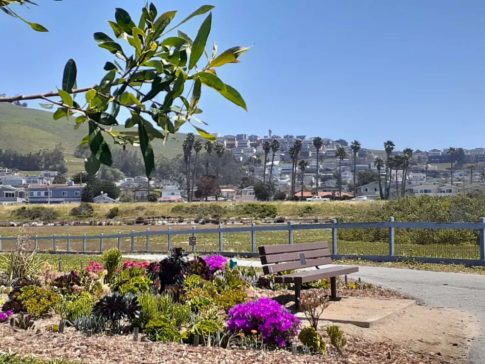 Plants along the path, and California palms in the distance. 