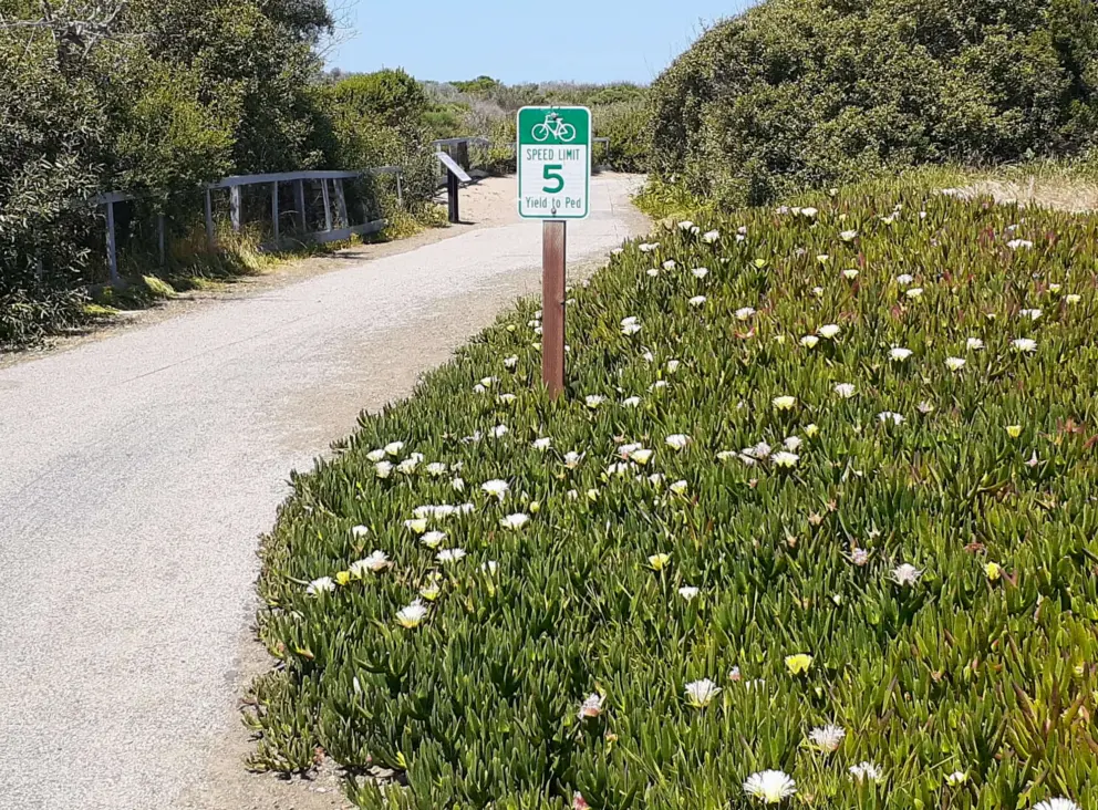 Yellow ice plant along the bike path. 
