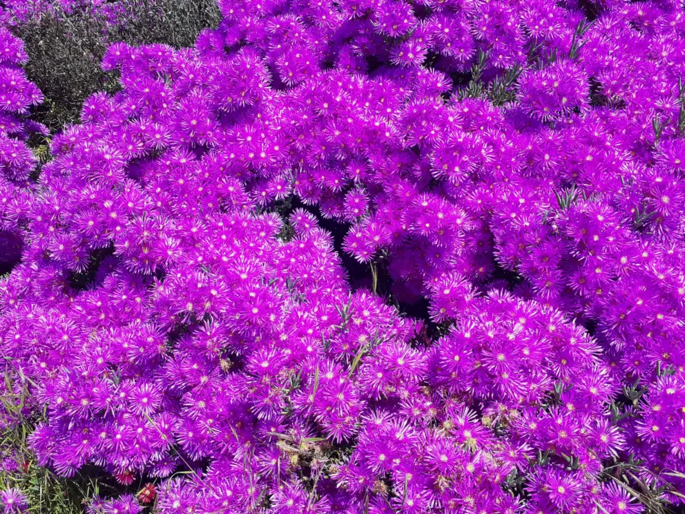 Wow! Purple flowers on the narrow dirt path north of the Azure Street parking lot. 